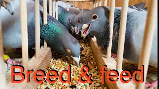 Racing pigeons breeding and feeding update 2021 [upl. by Alyhc]