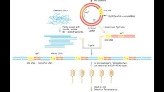 Cosmid vector [upl. by Gunzburg230]