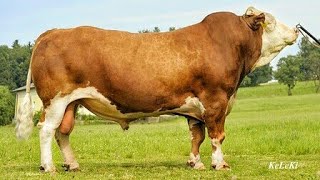 FleckviehSimmental bulls [upl. by Lamar]