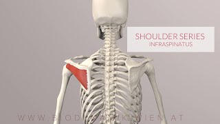 Infraspinatus Shoulder Series Part 6 3D Animation [upl. by Alexa676]