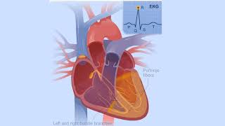 Electrical Conduction System of the Heart [upl. by Rinna]