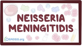 Neisseria meningitidis  an Osmosis Preview [upl. by Leviralc]