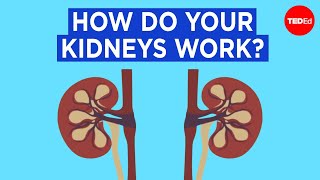 How do your kidneys work  Emma Bryce [upl. by Asiram]