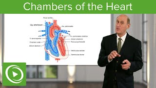 Chambers of the Heart – Cardiology  Lecturio [upl. by Bertina407]