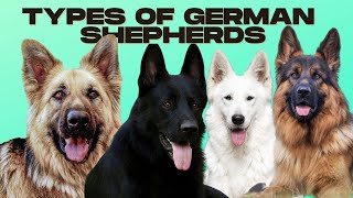 German Shepherd Types  5 Types of German Shepherds [upl. by Hilary]