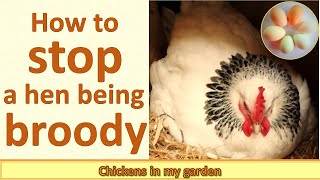 How to stop a broody hen [upl. by Lyndes]