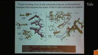 From Structure and Function of Ribosomes to New Antibiotics [upl. by Brier]