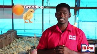 Raising Broiler chicks Setup and brooding area [upl. by Friedland]