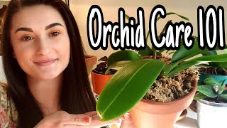 ORCHID CARE 101 How to Keep Orchids Alive [upl. by Iur]