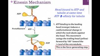 033Kinesin Structure amp Function [upl. by Ellerad]