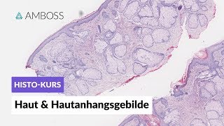 Histologie Haut amp Hautanhangsgebilde  Mikroskopische Anatomie  AMBOSS Video [upl. by Wootan]