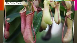 Insectivorous Plants  Macmillan Education India [upl. by Mixie15]