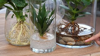 DIY  Neuer Trend Hydroponie Pflanzen ohne Erde im Glas [upl. by Eet]