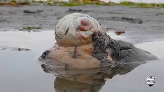 Moon Snail in Puget Sound Seattle and Egg Pod Unusual Sea Creature on Alki Beach Predatory Gastropod [upl. by Naleek]