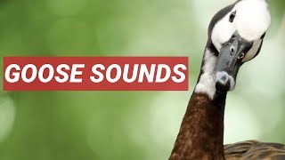 GEESE SOUND IN HIGH QUALITY [upl. by Hughmanick]