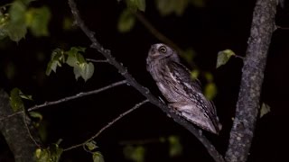 Eurasian Scops Owl Calling [upl. by Athallia136]