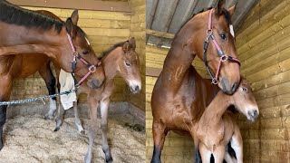 Mother Horse Takes Care Of Orphaned Foal [upl. by Michelle656]