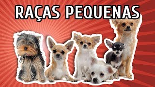 RAÇAS DE CACHORROS PEQUENOS CARACTERÍSTICAS  LISTÃO [upl. by Riana]