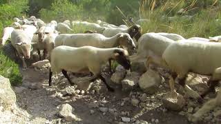 Una tarde con un ganado de ovejas y cabras [upl. by Nus583]