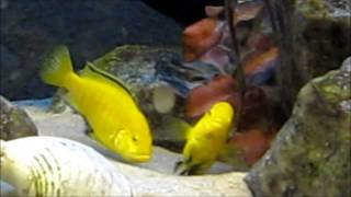 African cichlids mating ritual [upl. by Lahcear101]