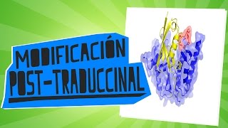 Modificaciones posttraduccionales de las proteínas  Biología  Educatina [upl. by Akkimat]