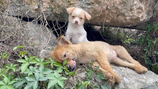 The cry for help of two dogs abandoned by their cruel owner on the side of the road and I saved them [upl. by Macfadyn639]