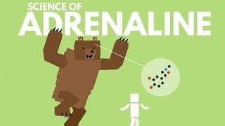 The Science of Adrenaline [upl. by Crin]