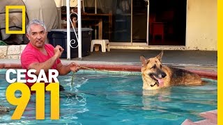 Pool Time Progress  Cesar 911 [upl. by Asseram]