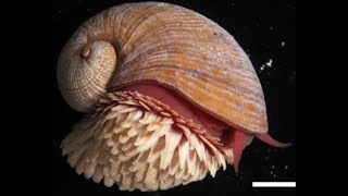 Facts The ScalyFoot Snail [upl. by Imerej]