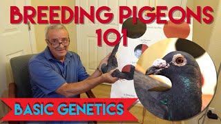 Breeding Pigeons 101 pigeonbreeding pigeonrace pigeons [upl. by Templia874]