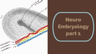 Neuro Embryology part 1 [upl. by Zemaj]