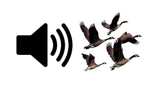 Geese  Sound Effect  ProSounds [upl. by Seluj]