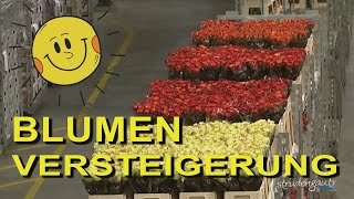 AALSMEER  Blumenversteigerung [upl. by Ferree728]