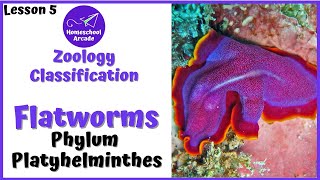 What are Platyhelminthes  Phylum Platyhelminthes [upl. by Garap]