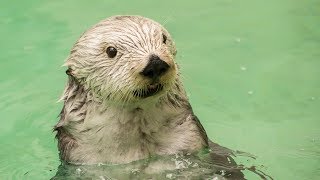 Eddie the sea otter [upl. by Nikaniki]