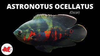 Oscar  Astronotus ocellatus ✔ [upl. by Broderic]