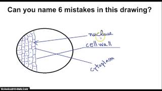 Rules for Scientific drawings [upl. by Gunzburg417]