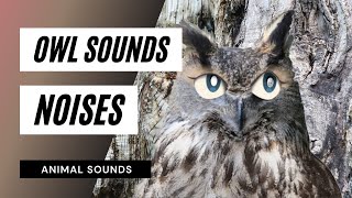 Owl Sounds Noises  1 minutes  owl sound effect  different owl sounds  high quality [upl. by Ruffin]