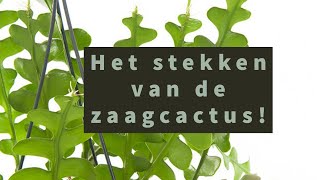 Zaagcactus stekken [upl. by Morentz]