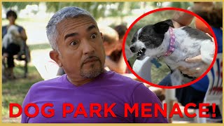 HE HAS BITTEN EVERYONE DOG PARK MENACE  Cesar 911 [upl. by Burgess250]