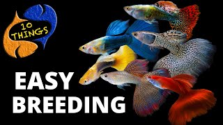 Top 10 Easiest Fish To Breed in a HOME Aquarium [upl. by Anayek290]