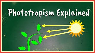 Phototropism Explained [upl. by Lerrad]