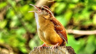 Carolina Wren Song [upl. by Duster]