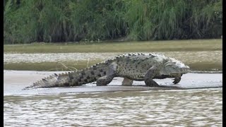 Gustave The Killer Crocodile of Burundi  Nature’s Reality [upl. by Mcdonald199]