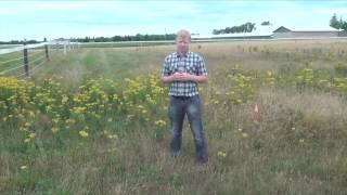 Controlling Tansy Ragwort Keeps Livestock Safe From Poisonous Weed [upl. by Diannne]