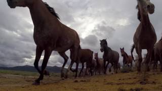 Mustangs chevaux sauvages [upl. by Neehcas]