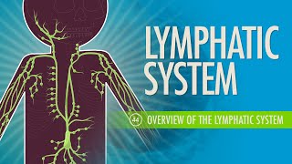 Lymphatic System Crash Course Anatomy amp Physiology 44 [upl. by Tonjes]