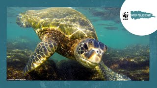 All About Sea Turtles [upl. by Aicilic610]