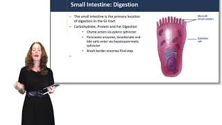 Digestive System Small Intestine [upl. by Dione633]