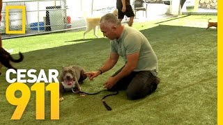 Basic Obedience Training  Cesar 911 [upl. by Luthanen]